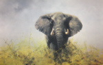 david shepherd old charlie elephants print