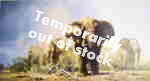 david shepherd old men of Etosha elephants print david shepherd old men of Etosha elephants print