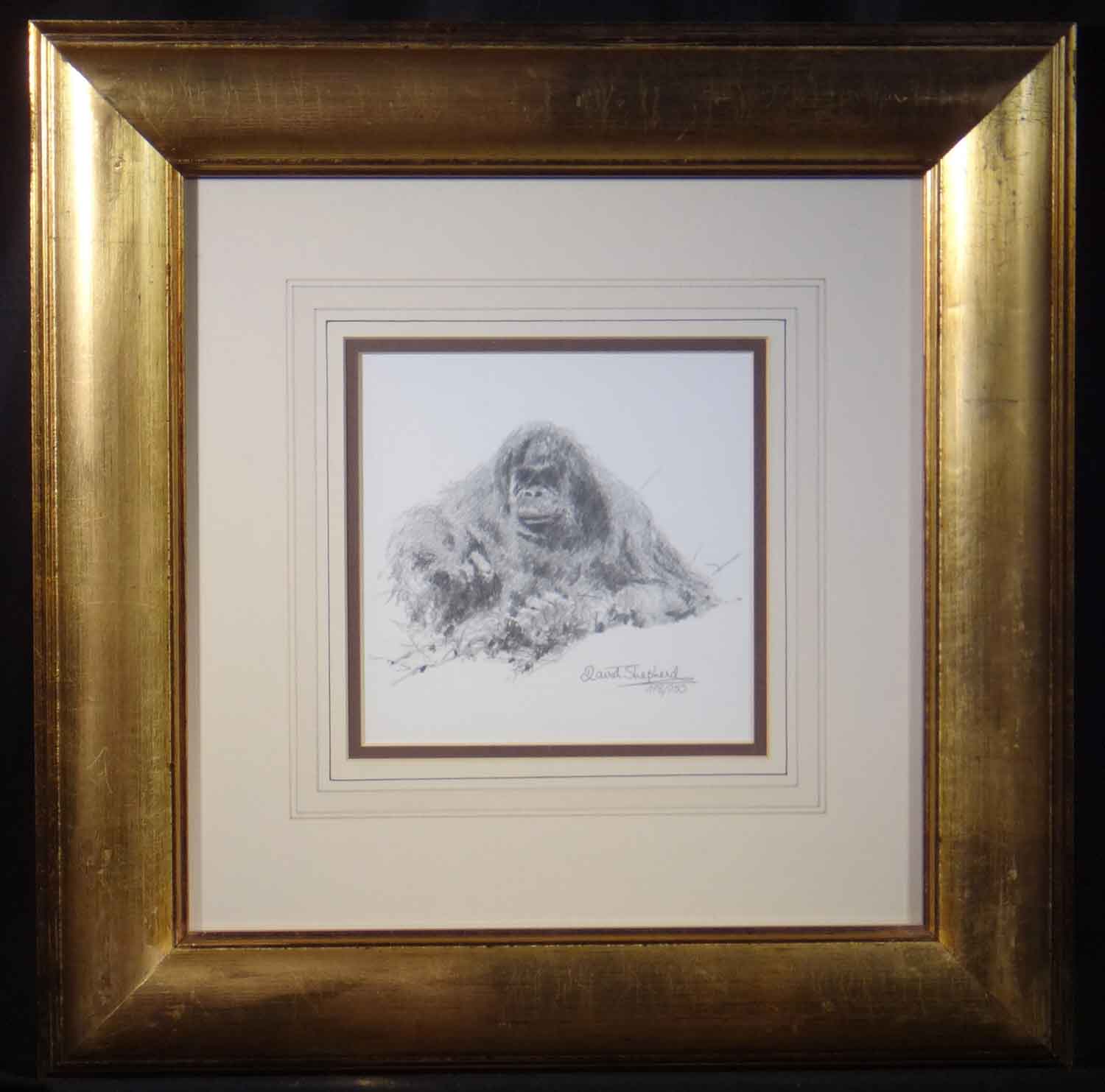 david shepherd orang-utan sketch