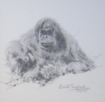 david shepherd, orang-utan, drawing, print