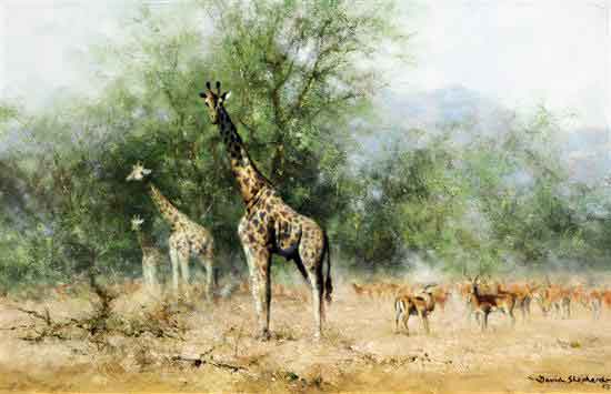 david shepherd curiosity giraffes original sold