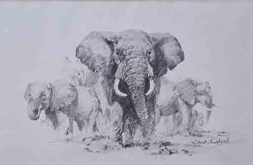 david shepherd, original drawing, Elephants