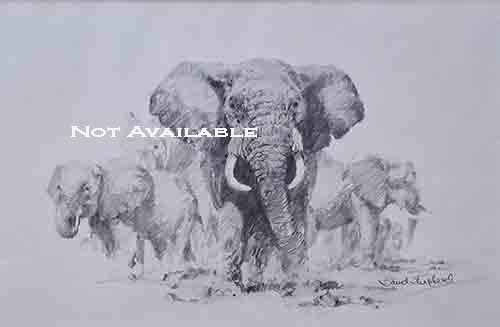 david shepherd original drawing, elephants david shepherd, original drawing, Elephants