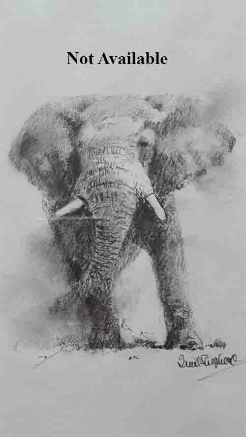 david shepherd, Elephant, drawing