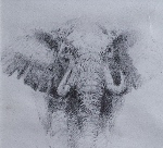 david shepherd original elephant pencil drawing