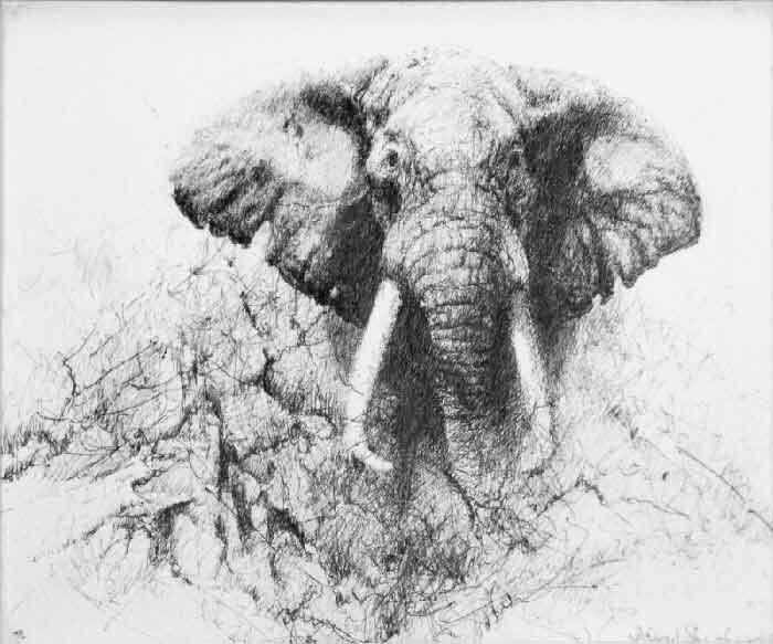 david shepherd elephant, ink, drawing 2