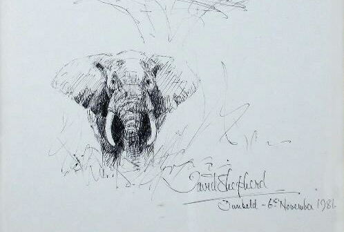 david shepherd elephant, ink, drawing