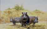 david shepherd, original painting Hippos