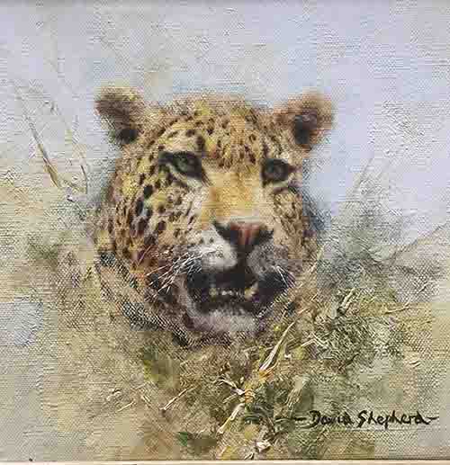 david shepherd, original drawing, Leopard