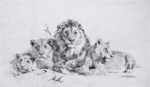 david shepherd original pencil drawing pride of lions