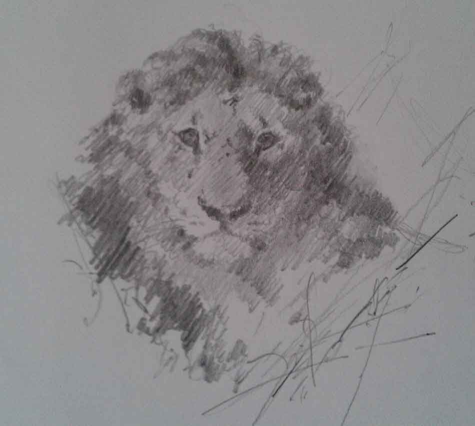 david shepherd, lion's head, original, pencil, drawing