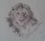 david shepherd, lion's head, pencil, drawing, original