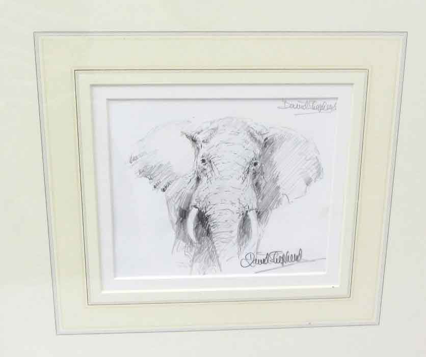 david shepherd pencil elephant drawing