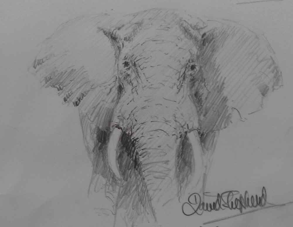 david shepherd pencil elephant drawing 1