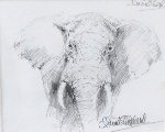 david shepherd original drawing elephant