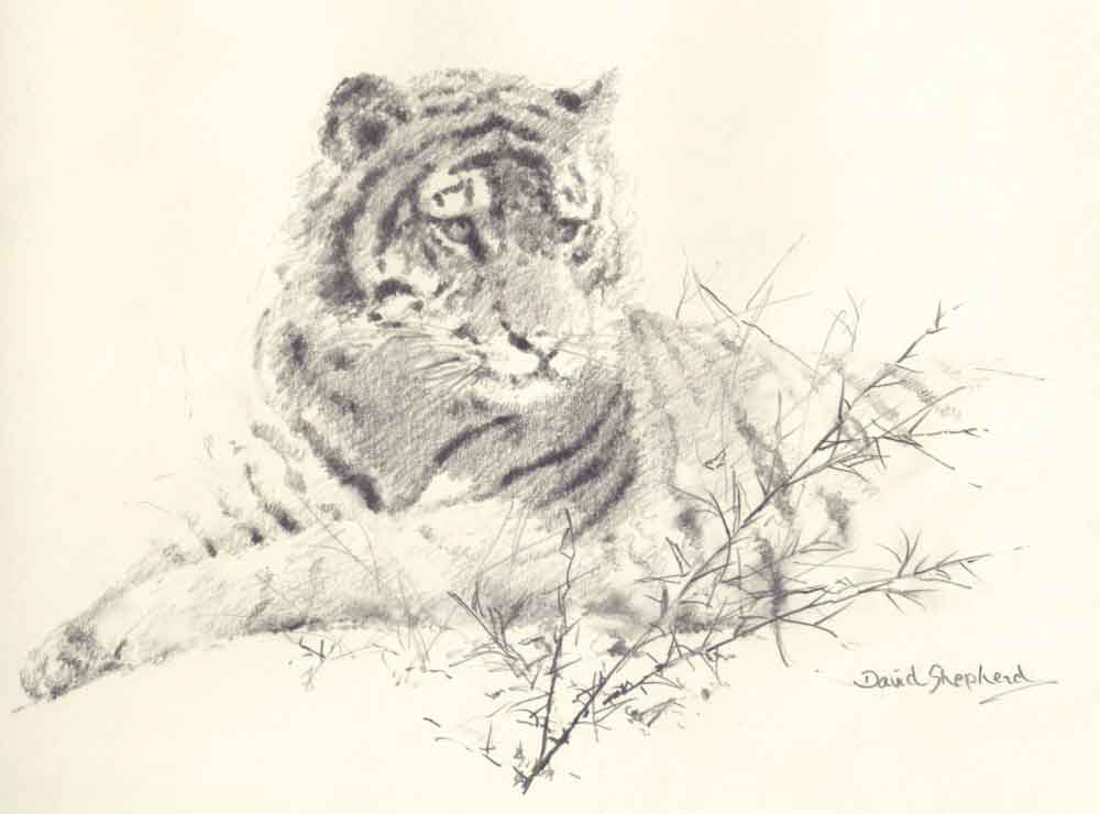 david shepherd tiger sketch