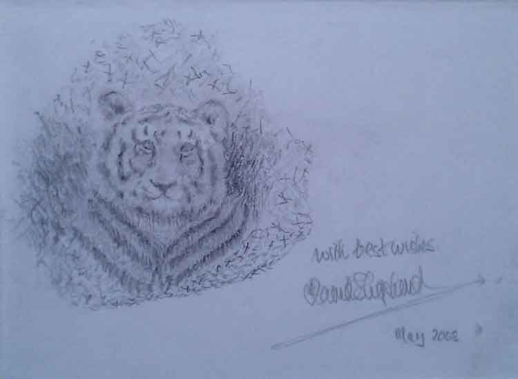 david shepherd tiger original drawing