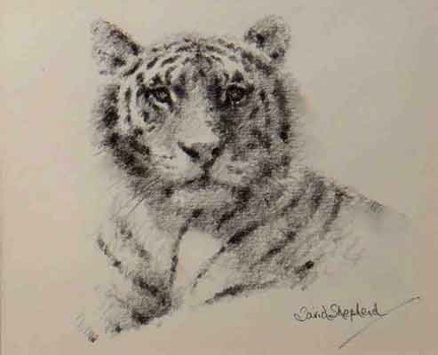 davidshepherd