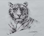 david shepherd, original drawing, tiger