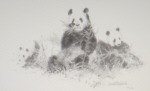 david shepherd,pandas pencil drawing, pandas,2001, print