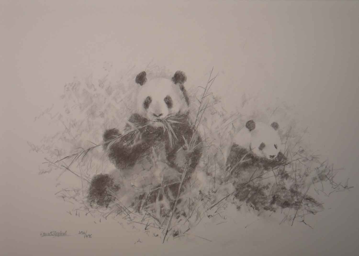 david shepherd pandas sketch 2006