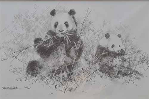 david shepherd, panda sketch 2006, pandas, print