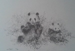 david shepherd pandas prints