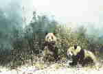 david shepherd, the pandas of Wolong, pandas, print