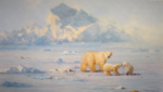 davidshepherd-polarbearcountry