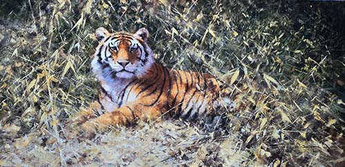david shepherd Ranthambore tiger giclee print