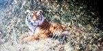 david shepherd ranthambore tiger giclee print