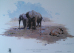 david shepherd Nile Cabbage sappi collection elephants print