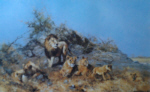 david shepherd the pride Sappi collection print