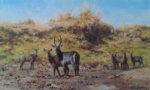 davidshepherd waterbuck print