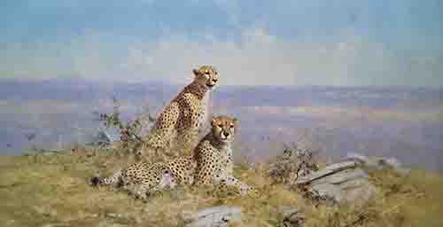 david shepherd, Serengeti, print