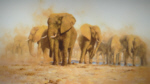 david shepherd Dusty Evening silkscreen elephants, signed, limited edition, print