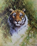 david shepherd, tiger, portrait, silkscreen david shepherd portrait of a tiger silkscreen