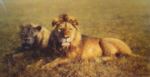 david shepherd Serengeti friends signed limited edition print