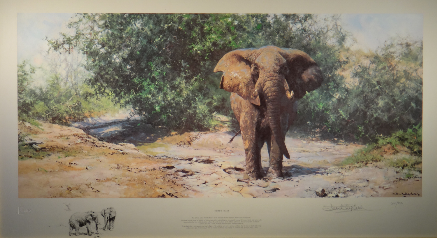 david shepherd signed limited edition print Tembo Mzee elephant