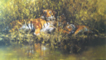 david shepherd signed limited edition print sleepy tigers