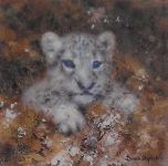 david shepherd snow leopard cub cameo, print