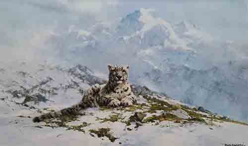 david shepherd snow leopard, print