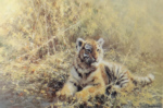 david shepherd teenage tiger print