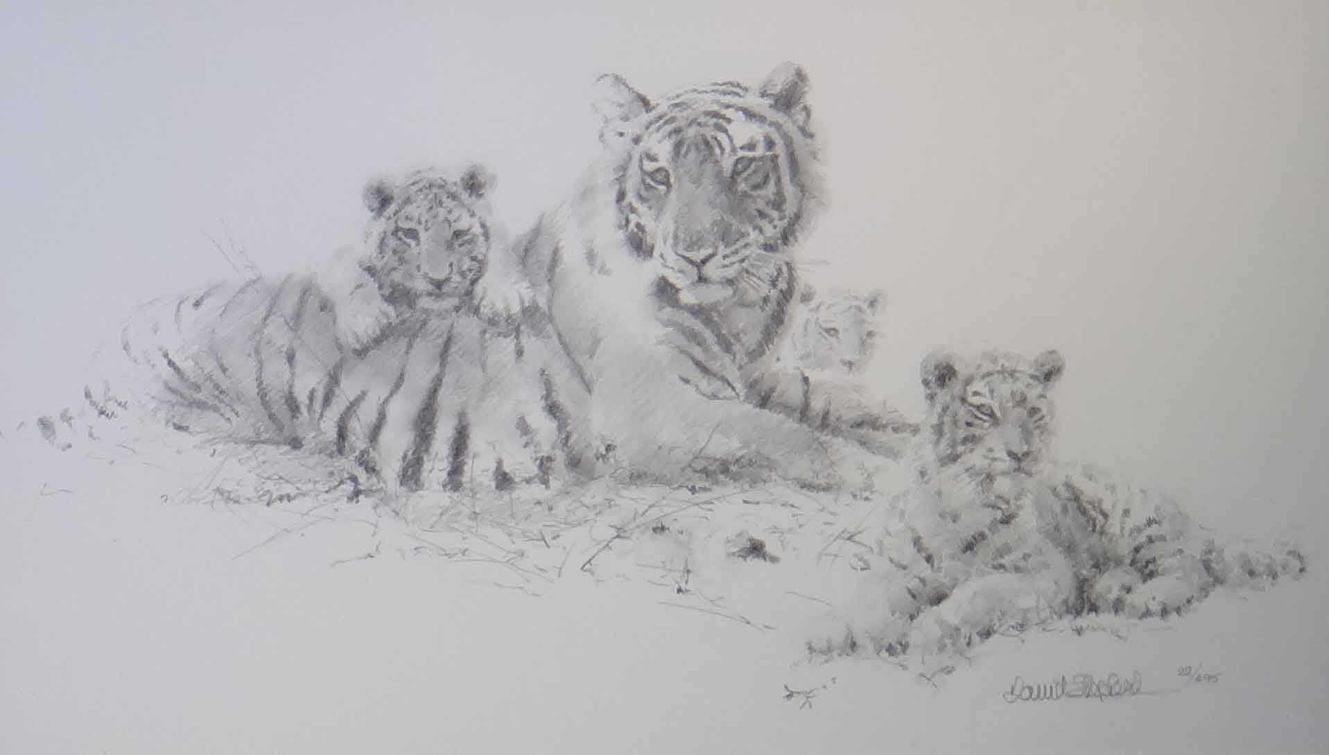 Discover more than 69 tiger cub sketch latest