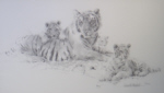 david shepherd tiger and cubs sketch print