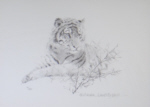 david shepherd tiger cub drawing print