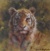 david shepherd tiger cub cameo print david shepherd tiger cub cameo