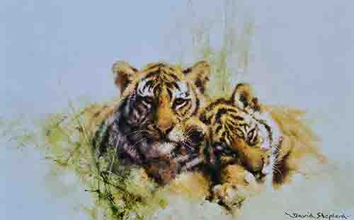david shepherd tiger cubs print david shepherd tigers