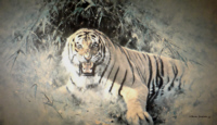 david shepherd, Tiger Fire, print