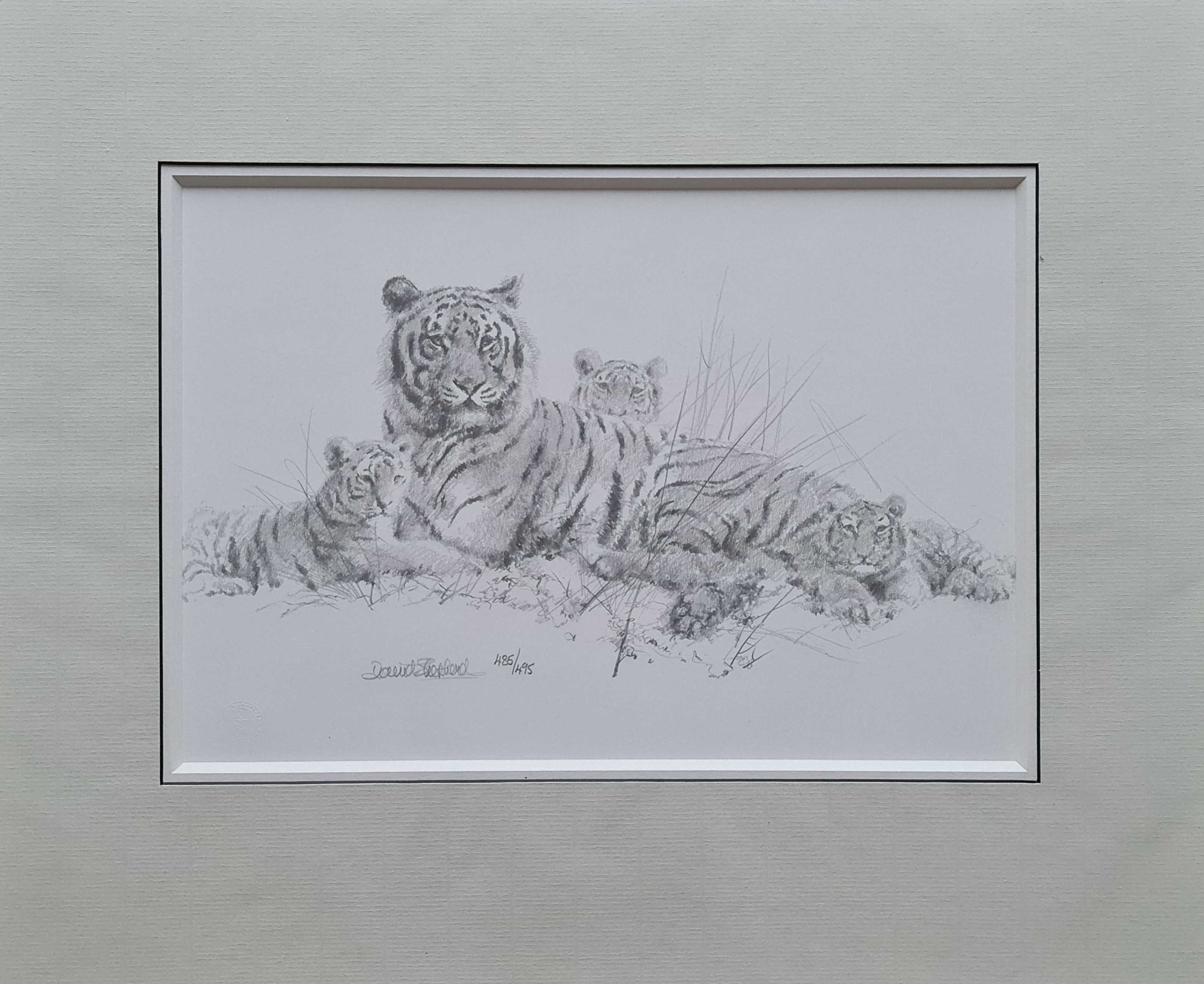 david shepherd tigersketch-mounted